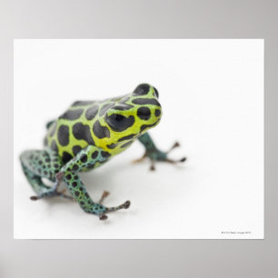 Black Spotted Green Poison Dart Frog (Ranitomeya Poster
