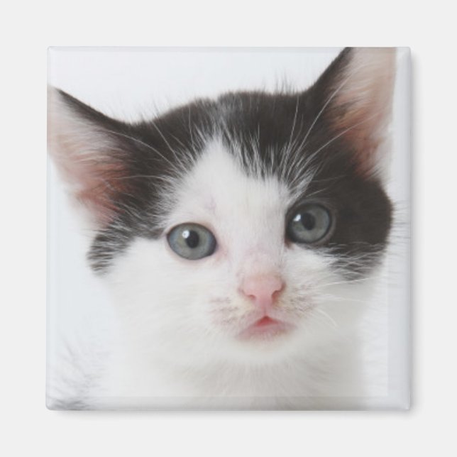 Black Spotted Kitten Magnet (Front)
