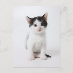 Black Spotted Kitten Postcard
