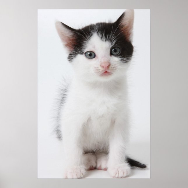 Black Spotted Kitten Poster (Front)