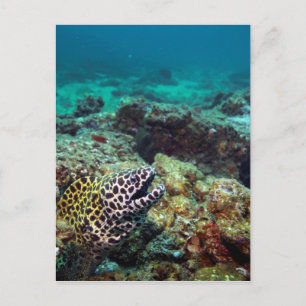 Black spotted moray eel postcard