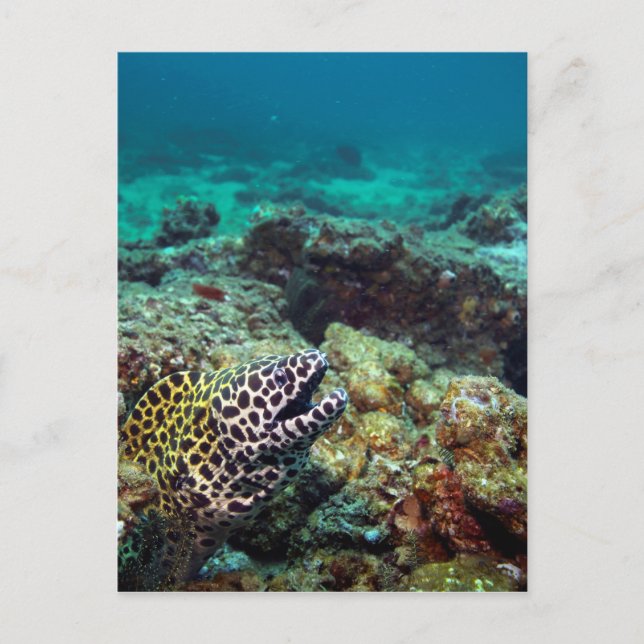 Black spotted moray eel postcard (Front)