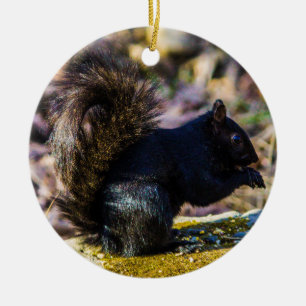 Black Squirrel Ceramic Tree Decoration