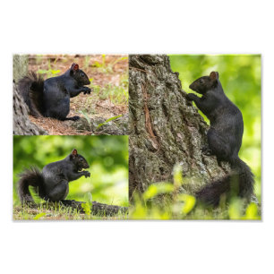 Black Squirrel Collage Photo Print