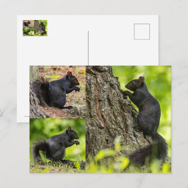 Black Squirrel Collage Postcard (Front/Back)