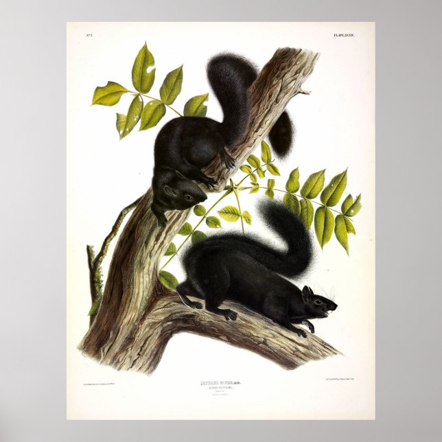 Black Squirrel, Eastern Grey Squirrel by Audubon Poster (Front)