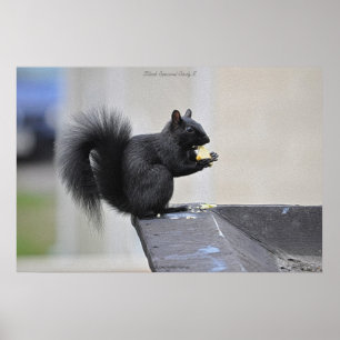 Black Squirrel Eating Apple Wildlife Photo Print