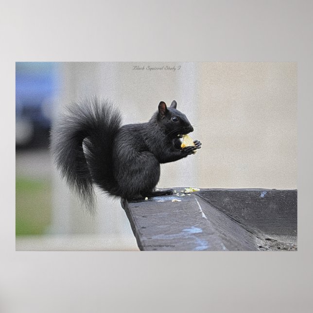 Black Squirrel Eating Apple Wildlife Photo Print (Front)