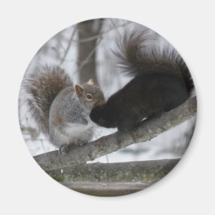 Black Squirrel Magnet