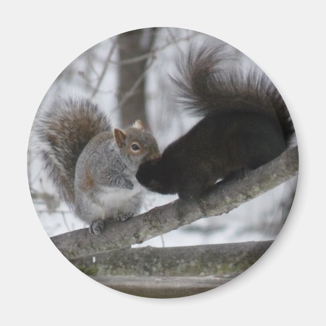 Black Squirrel Magnet (Front)