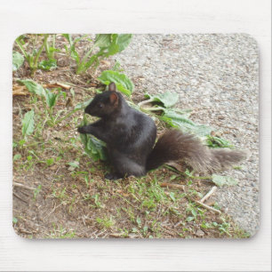 Black Squirrel Mouse Mat