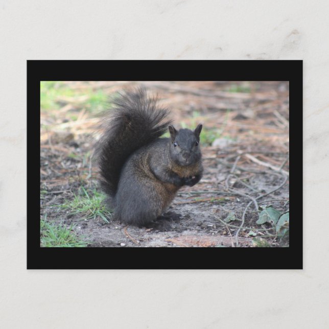Black Squirrel Post Card (Front)