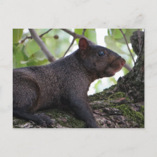 Black Squirrel Postcard
