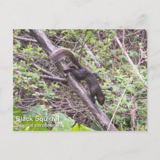 Black Squirrel Postcard