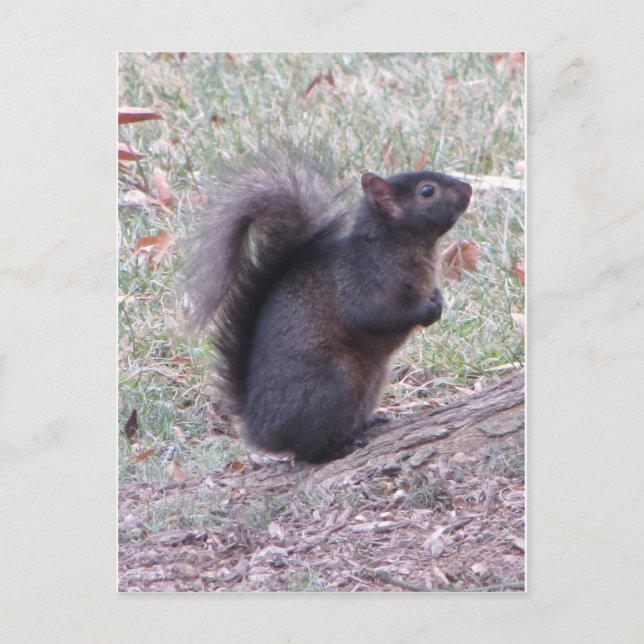 Black Squirrel Postcard (Front)