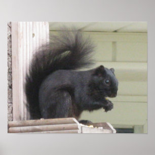 Black Squirrel Poster