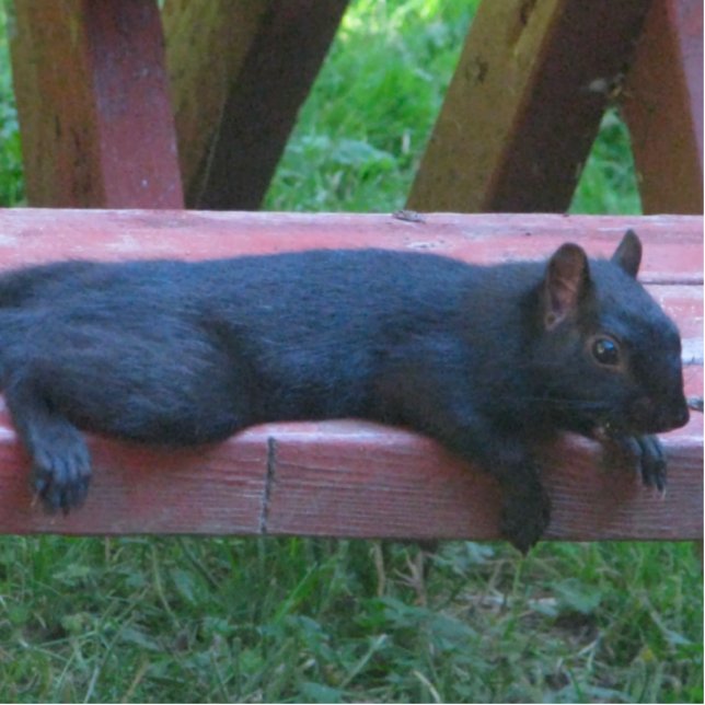 Black Squirrel Standing Photo Sculpture (Front)