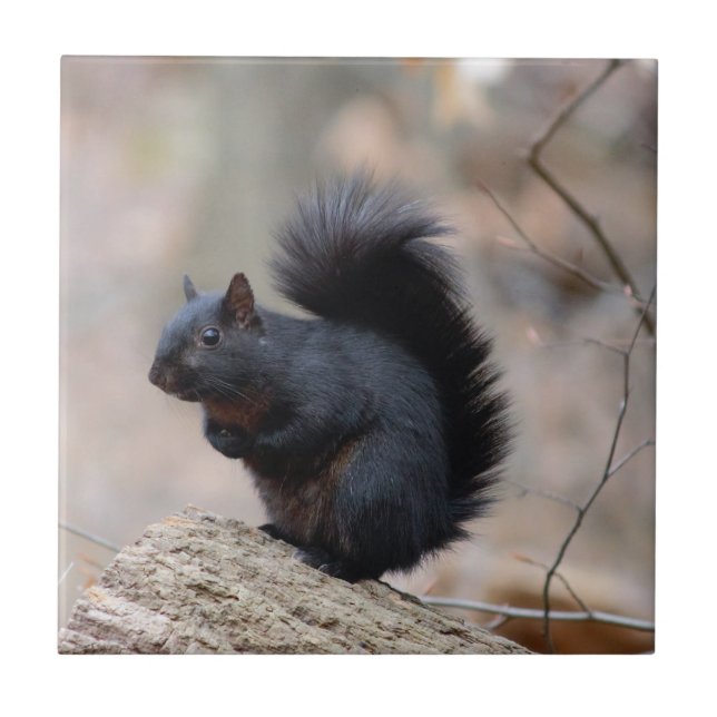 Black Squirrel Tile (Front)