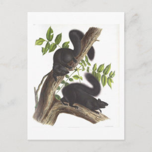 Black Squirrels Postcard