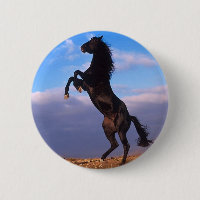 Black Stallion