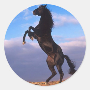 Black Stallion Classic Round Sticker