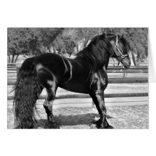Black stallion horse