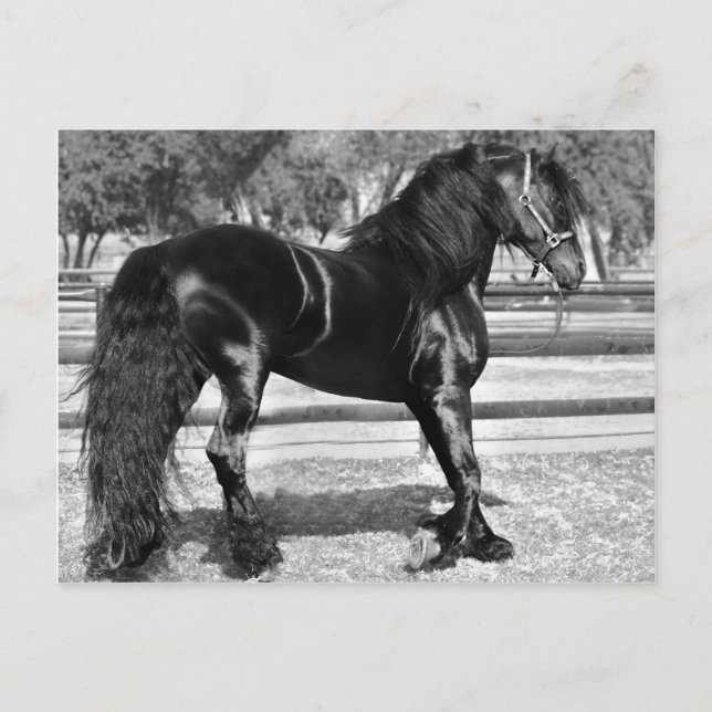Black stallion horse postcard (Front)