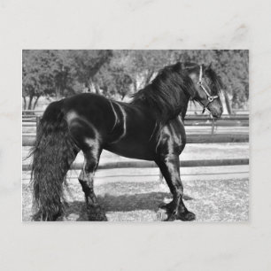 Black stallion horse postcard