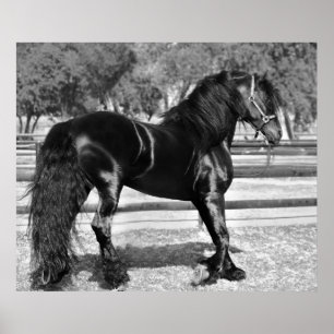 Black stallion horse poster