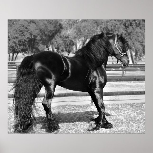 Black stallion horse poster (Front)