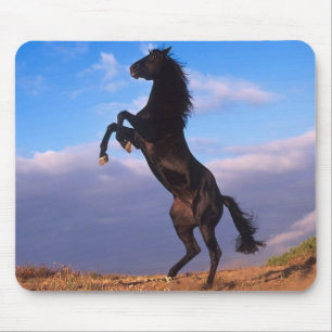 Black Stallion Mouse Mat