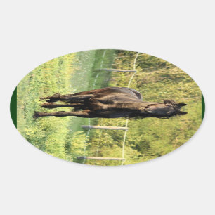 Black Stallion Oval Sticker