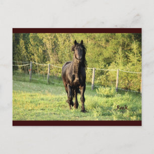 Black Stallion Postcard