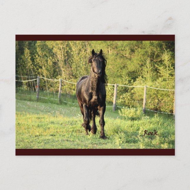 Black Stallion Postcard (Front)