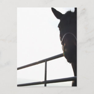 Black Stallion Postcard