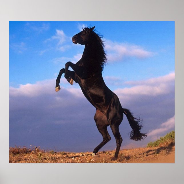 Black Stallion Poster (Front)