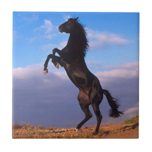 Black Stallion Tile