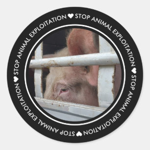 Black Stop Animal Exploitation Pig Photo Sticker
