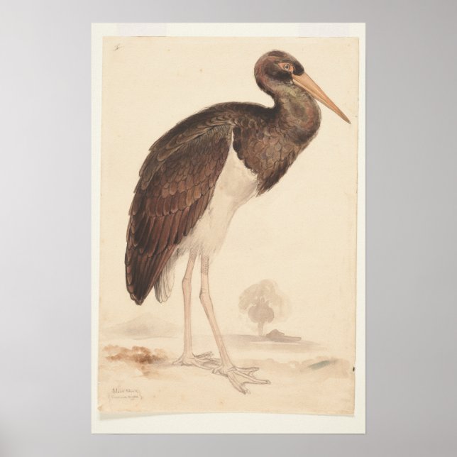  Black Stork (Ciconia nigra) 1835 , Lear, Edward,  Poster (Front)