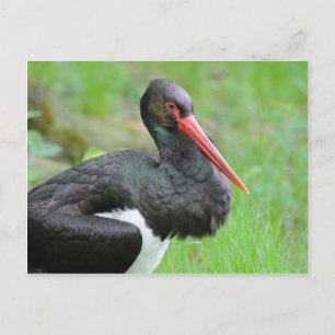 Black stork postcard