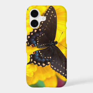 Black Swallowtail butterfly