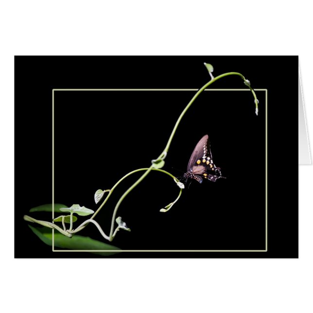 Black swallowtail butterfly (Front Horizontal)