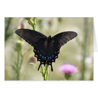 Black Swallowtail Butterfly