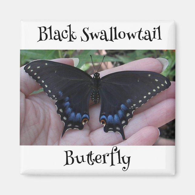Black Swallowtail Butterfly #1 Magnet (Front)