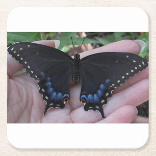 Black Swallowtail Butterfly #1 Square Paper Coaster