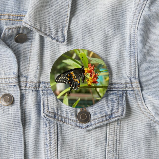 Black Swallowtail Butterfly #2  7.5 Cm Round Badge (In Situ)