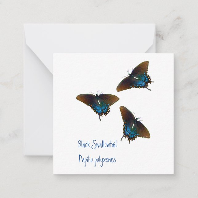 Black Swallowtail butterfly  art   Card (Front)