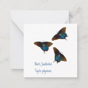 Black Swallowtail butterfly  art   Card