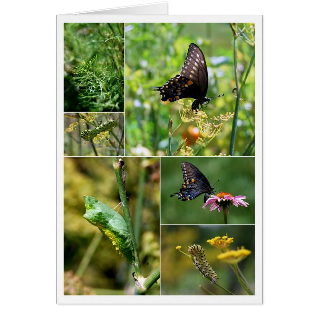 Black Swallowtail Butterfly Lifecycle Collage (Front)