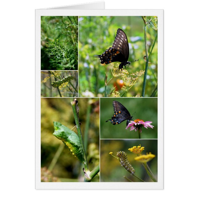 Black Swallowtail Butterfly Lifecycle Collage (Front)